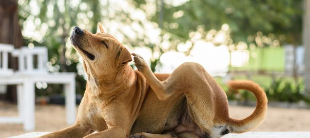 dog scratching himself