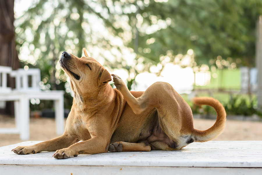 dog scratching himself