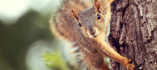 Eastern Fox Squirrel