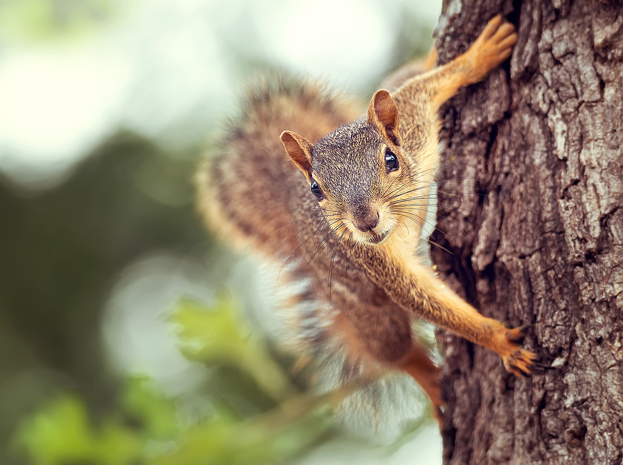 Eastern Fox Squirrel