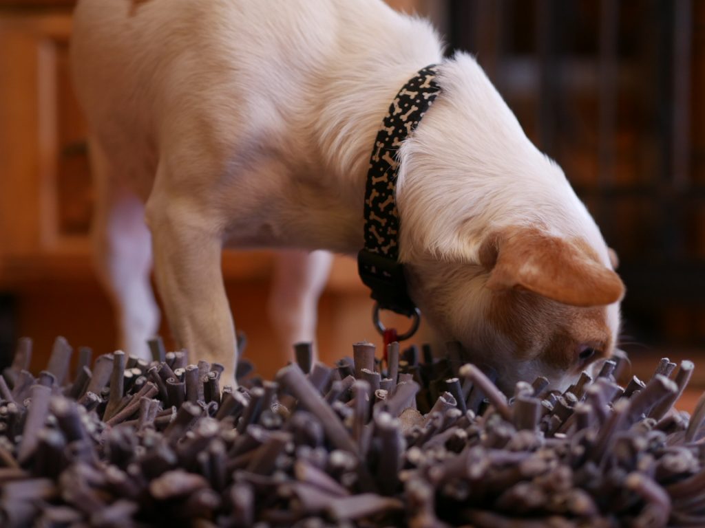 Great Pet Products Archives Dr. Marty Becker