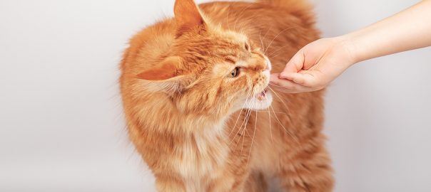 Human Hand Gives A Treat Feeds A Ginger Maine Coon Cat, Cat Training