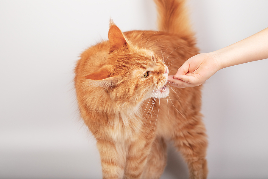Human Hand Gives A Treat Feeds A Ginger Maine Coon Cat, Cat Training