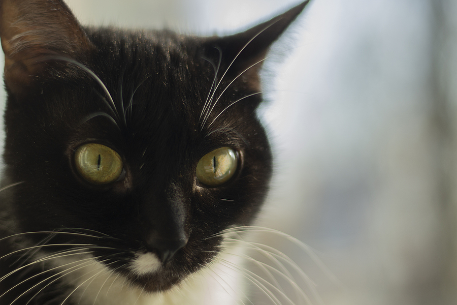 Black Cat. Portrait Of A Pet. Yellow Eyes In A Cat.