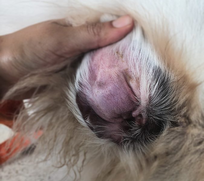 photo of dog hematoma