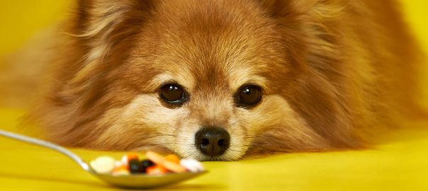A German Spitz Dog Looks At A Spoon With Pills On A Yellow Backg