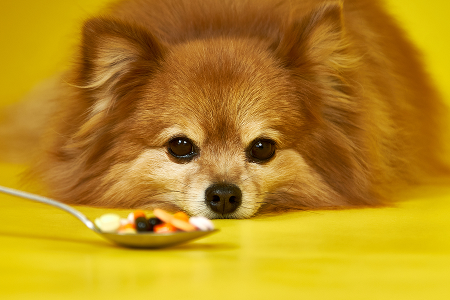 A German Spitz Dog Looks At A Spoon With Pills On A Yellow Backg