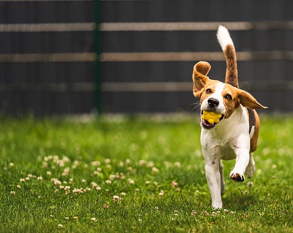 Dog Fetch A Yellow Ball In Backyard. Active Training With Beagle