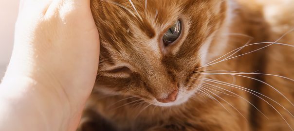 woman petting cat