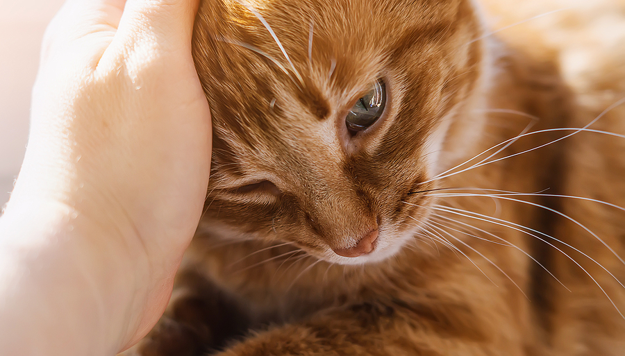 woman petting cat