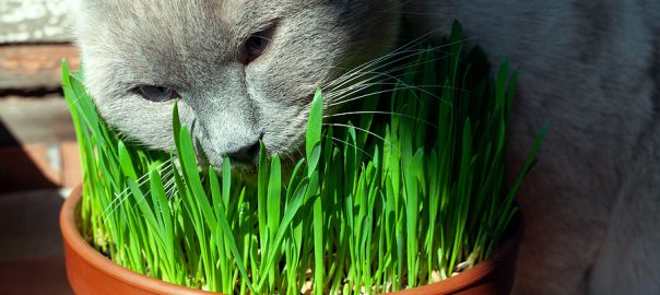 Cat eating grass