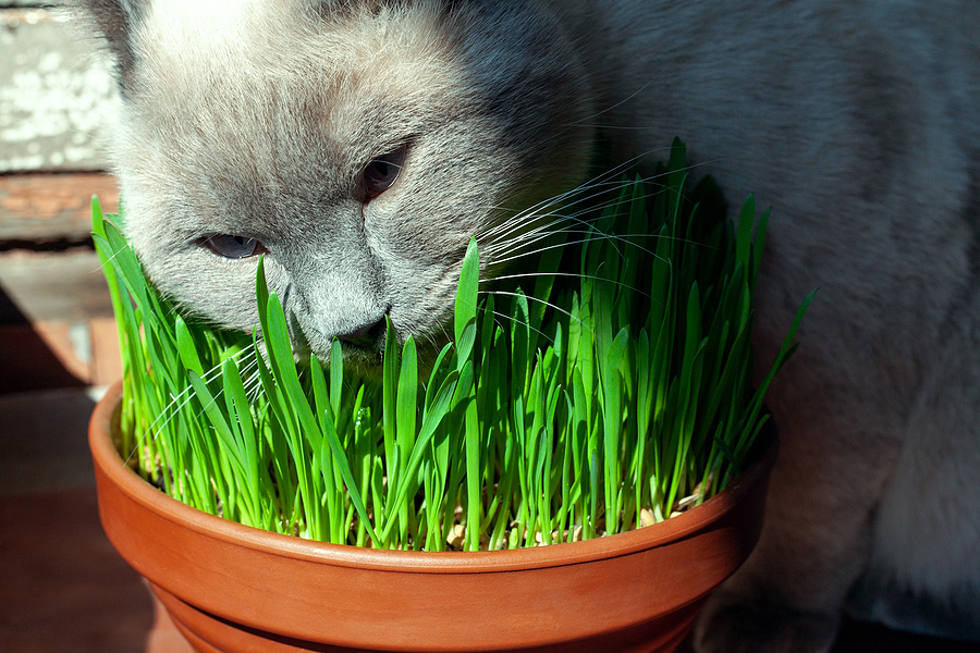 Cat eating grass