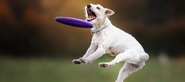 Dog catching Frisbee while playing on grass