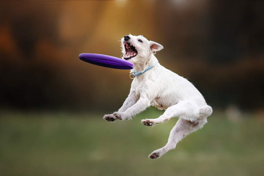 Dog catching Frisbee while playing on grass