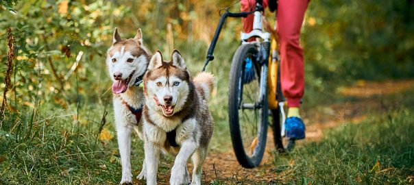 Bikejoring