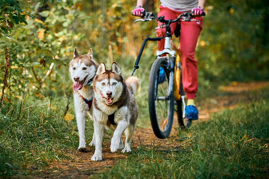 Bikejoring