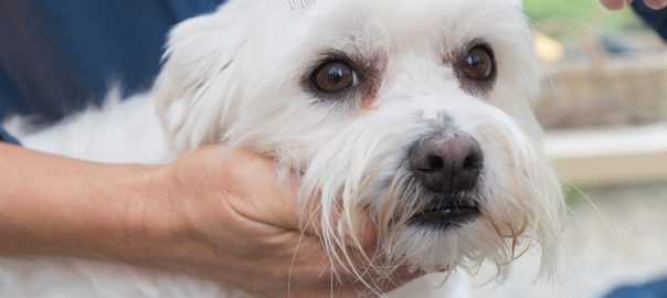 white dog being combed