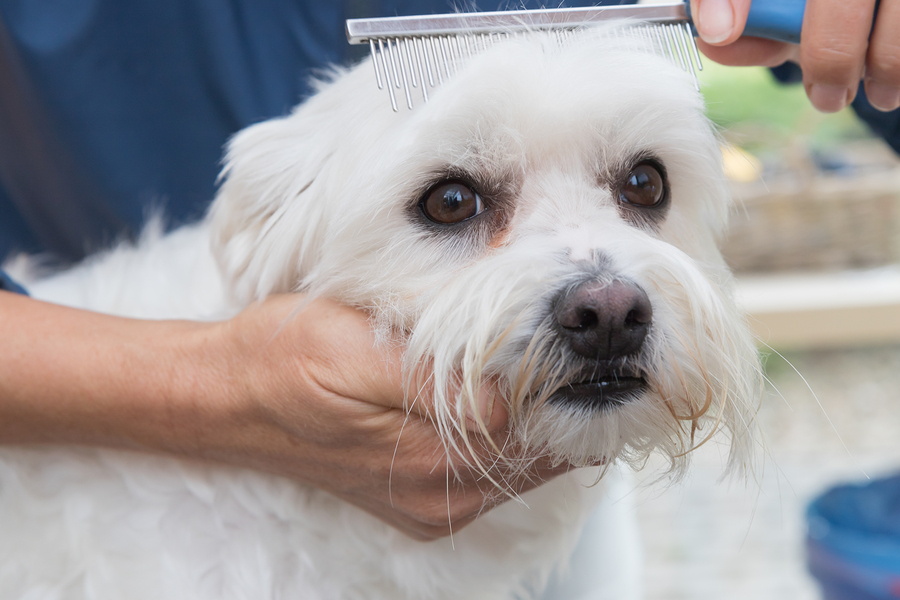 white dog being combed