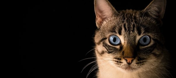 Grey And White Cat With Black Background