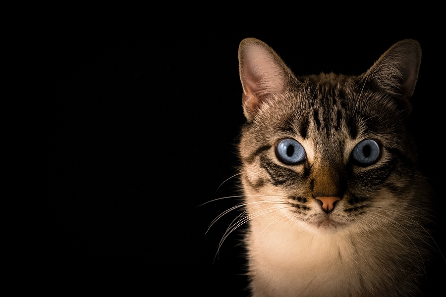 Grey And White Cat With Black Background