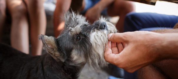 dog begging under table at picnic