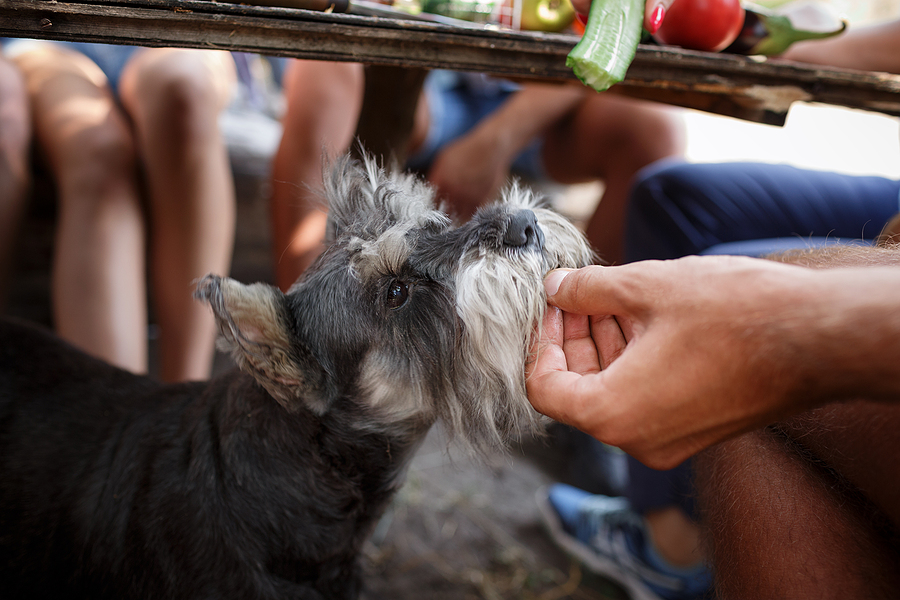 dog begging under table at picnic