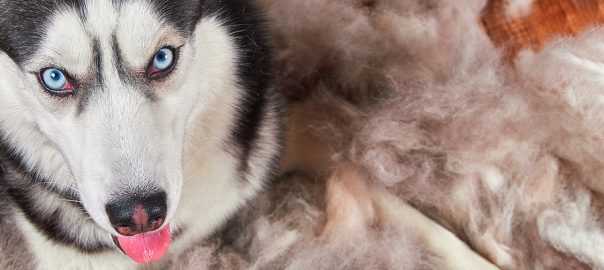 SIberian Husky lying on his shed fur