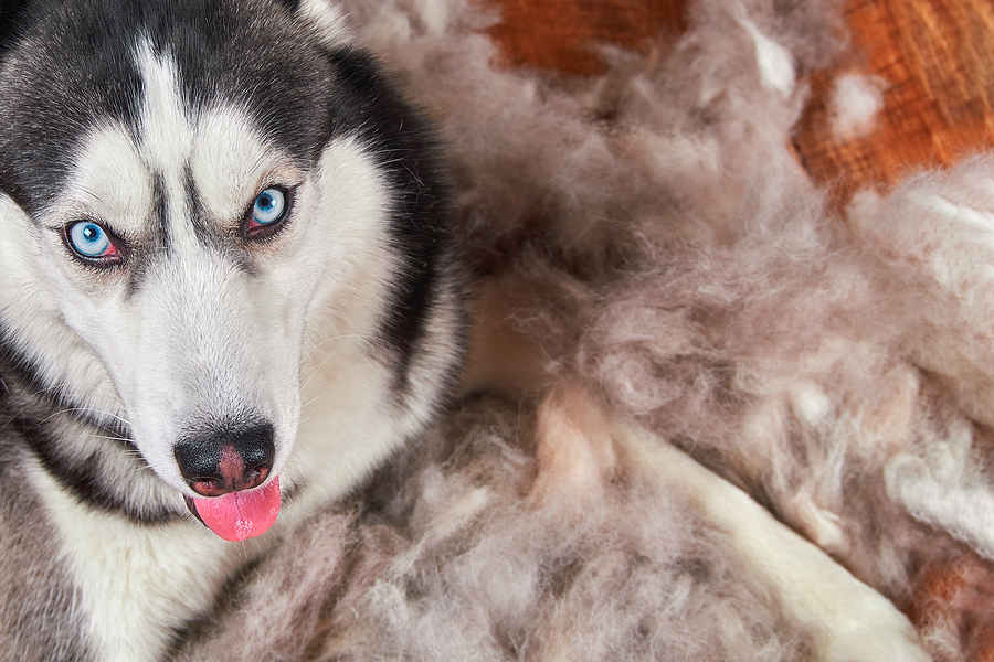 SIberian Husky lying on his shed fur
