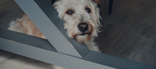 dog lying on cool floor in hot weather