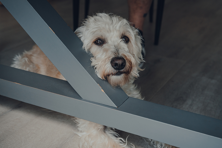 dog lying on cool floor in hot weather