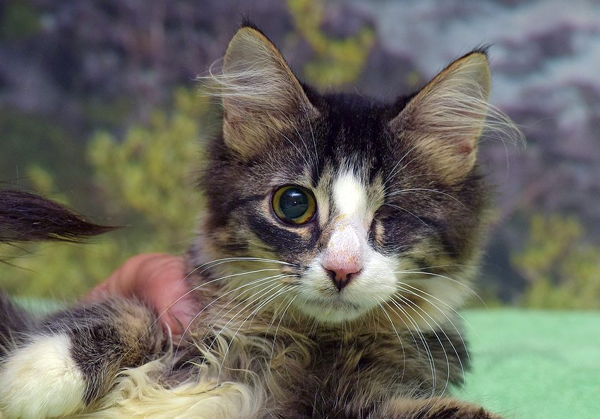 Young One -eyed Affectionate Playful Kitten