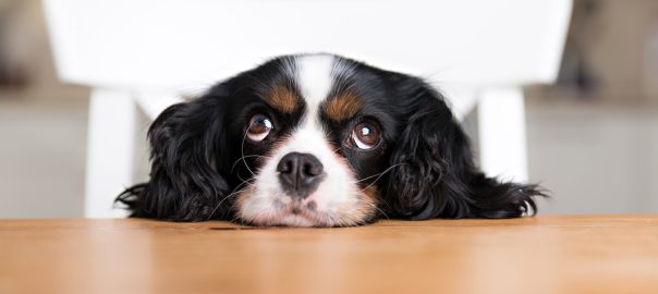 Cavalier King Charles Spaniel at the table