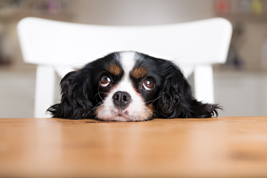 Cavalier King Charles Spaniel at the table